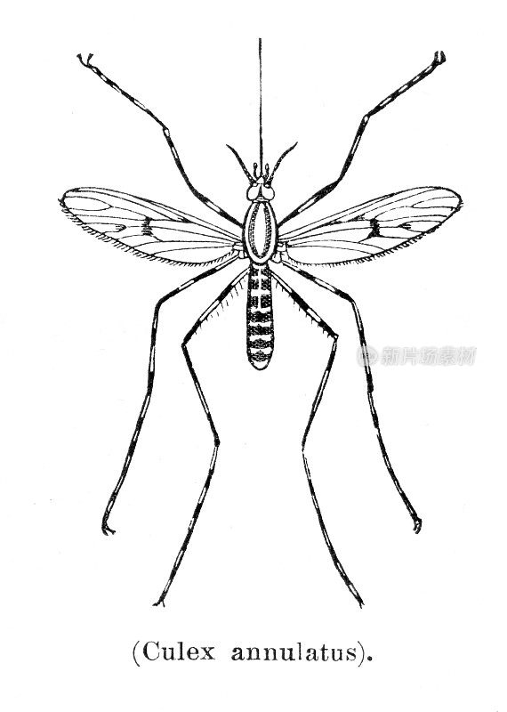 蚊子 Culiseta annulata 插图 1897